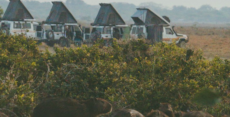 La flota acampada en la sabana al amanecer, con chigüiros pastando en primer plano
