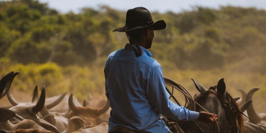 Een llanero drijft vee door de Llanos